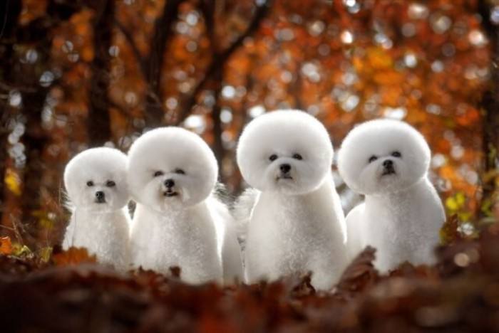 不掉毛无体味性格温顺的小型犬,宠物狗大全表