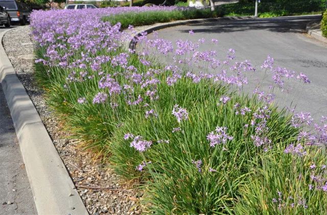 干货分享种植小技巧,混合花境设计与种植建议