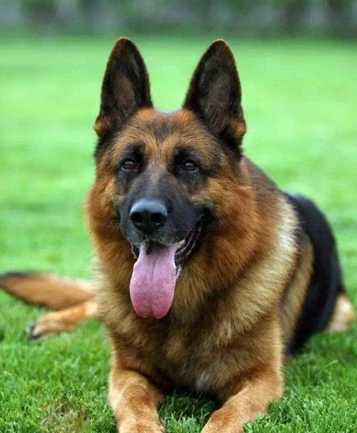 表面小奶狗实则小狼狗网红,表面小奶狗实则小狼狗