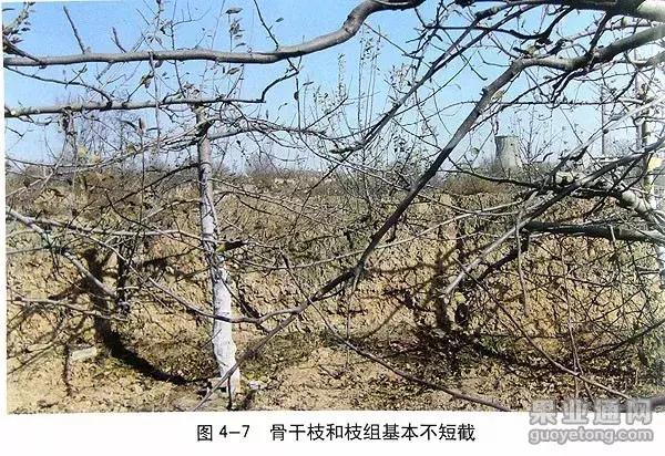 5年红富士苹果树冬季修剪技术,苹果树的冬季修剪技术视频