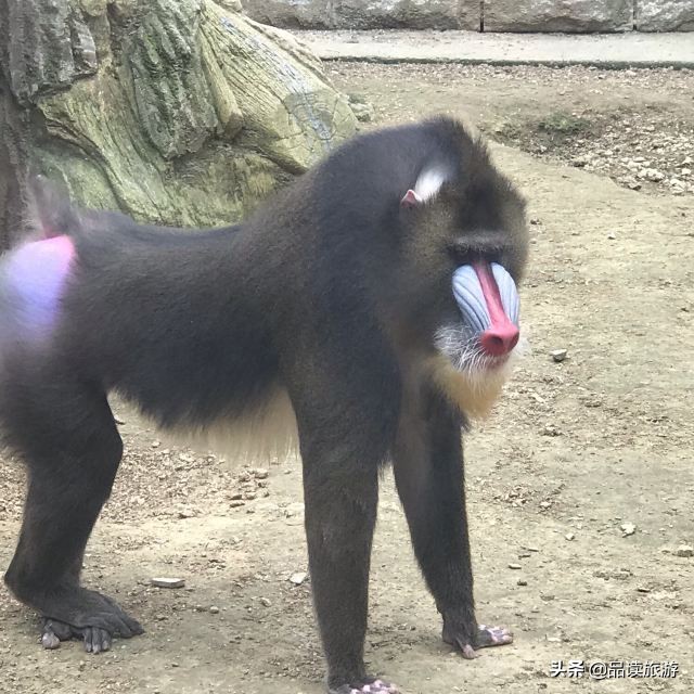 开了动物园,开了个动物园