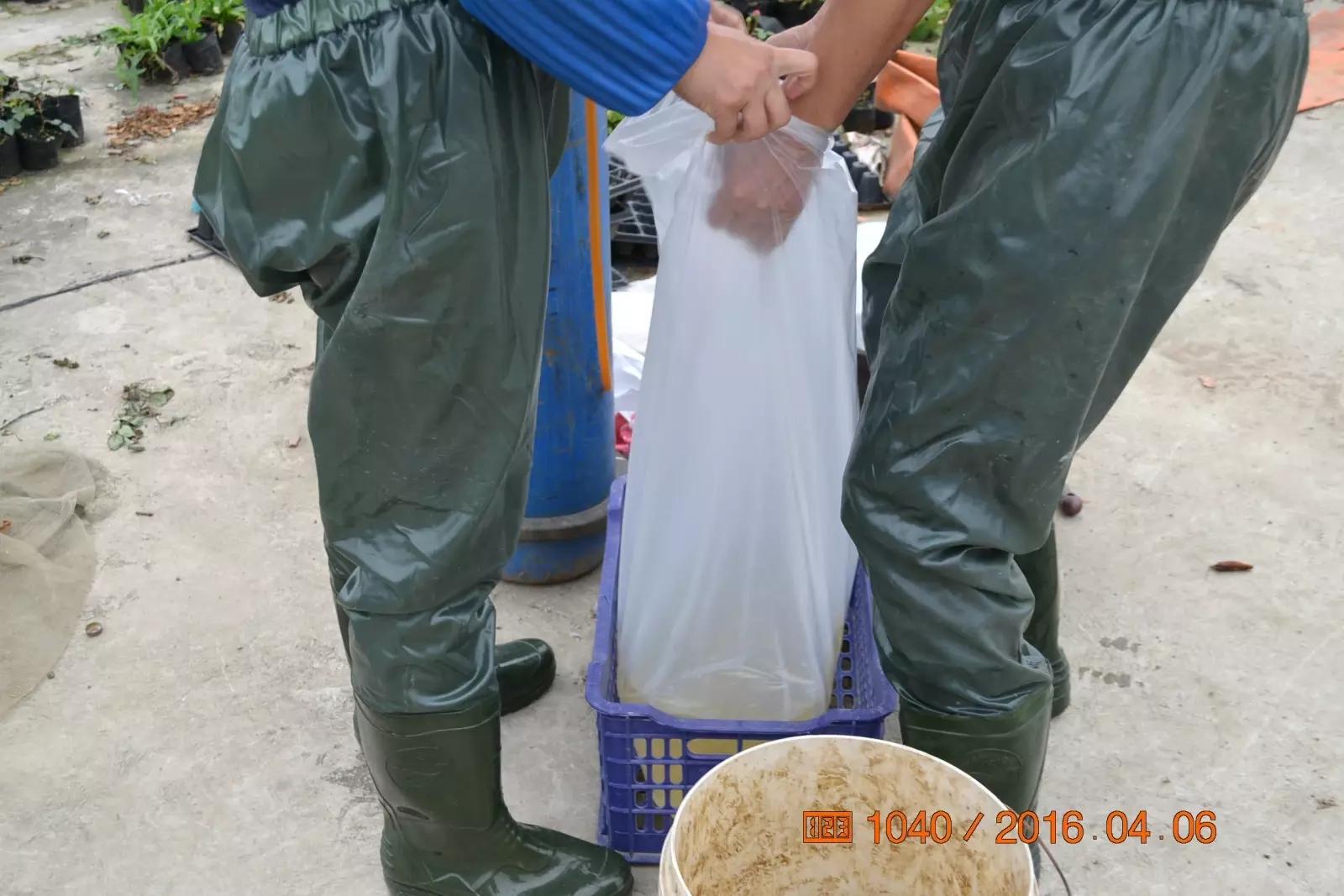 锦鲤池养殖方法图解,锦鲤繁殖全过程纪录片