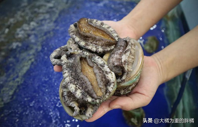 猫咪可以吃的淡水鱼,猫咪可以吃鱼吗