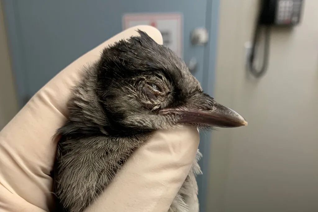 鸟儿大量死亡是否携带什么病毒,美国大量鸟类死亡