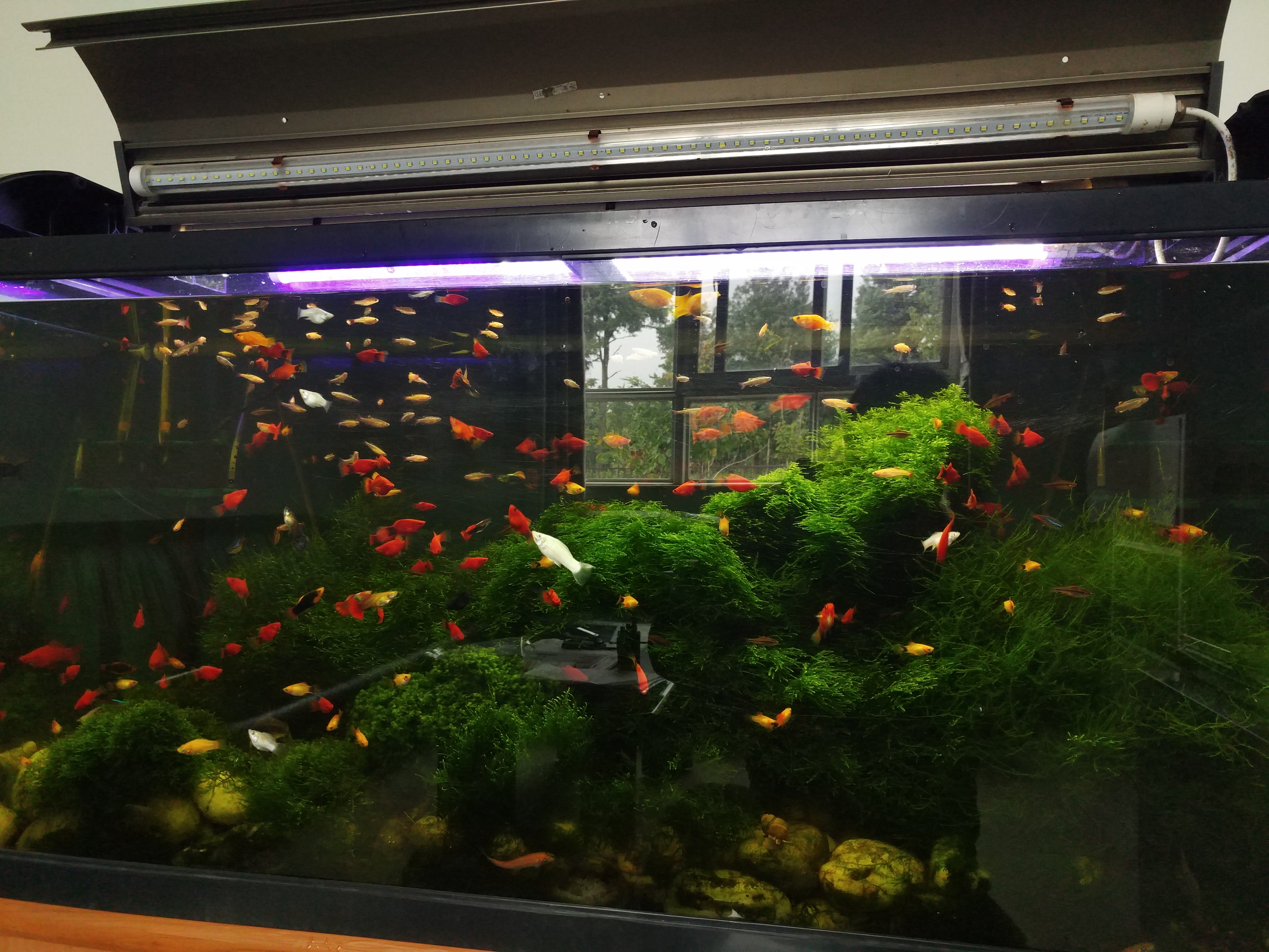 养白云金丝鱼需要过滤吗,养白云金丝鱼的缺点和优点