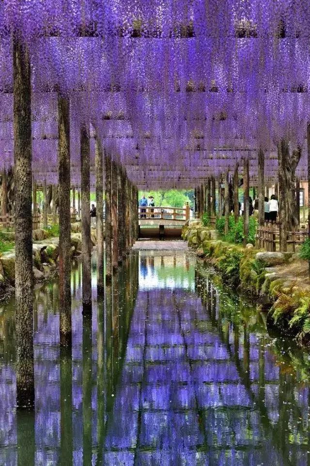 樱花散去!最美紫藤视觉盛宴来袭~