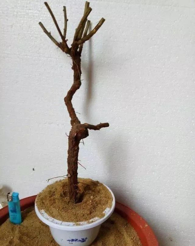 珍珠柏盆景不绿不发新芽怎么回事,盆景老桩上盆发芽后新芽干枯