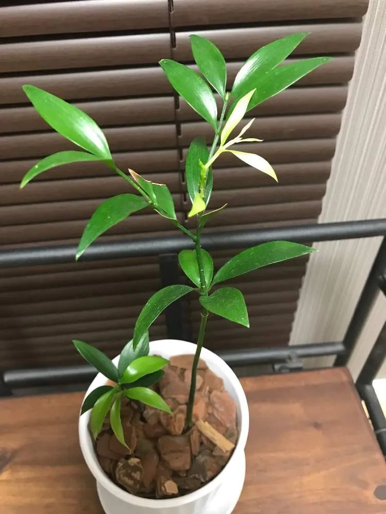 竹柏如何播种,竹柏种子培育的方法