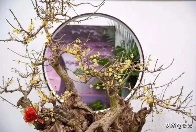 鄢陵腊梅哪里最好,鄢陵腊梅观赏