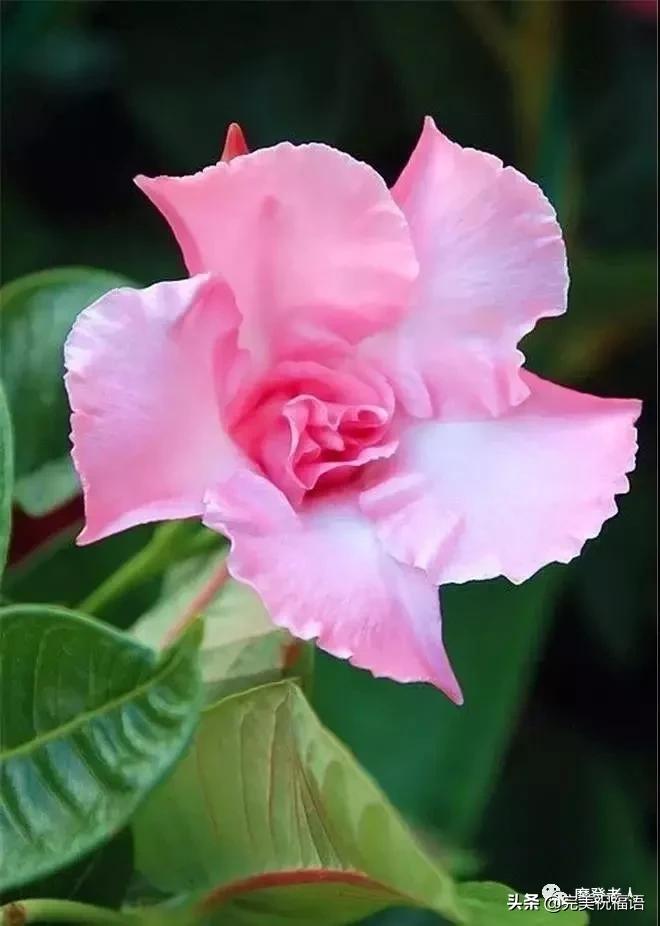 大年初三群相册，有群的都看看，太美了，这辈子见一次值了