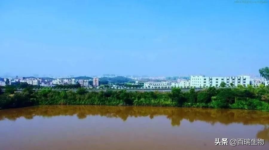 养殖水臭怎么去除最好方法,水产养殖水锈怎么办