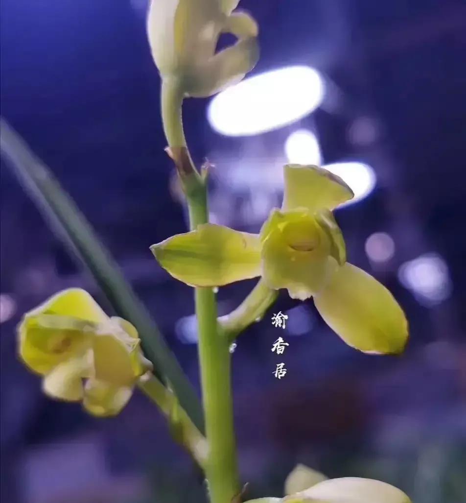 最贵的蕙兰多少钱一只,最便宜的蕙兰多少钱一株