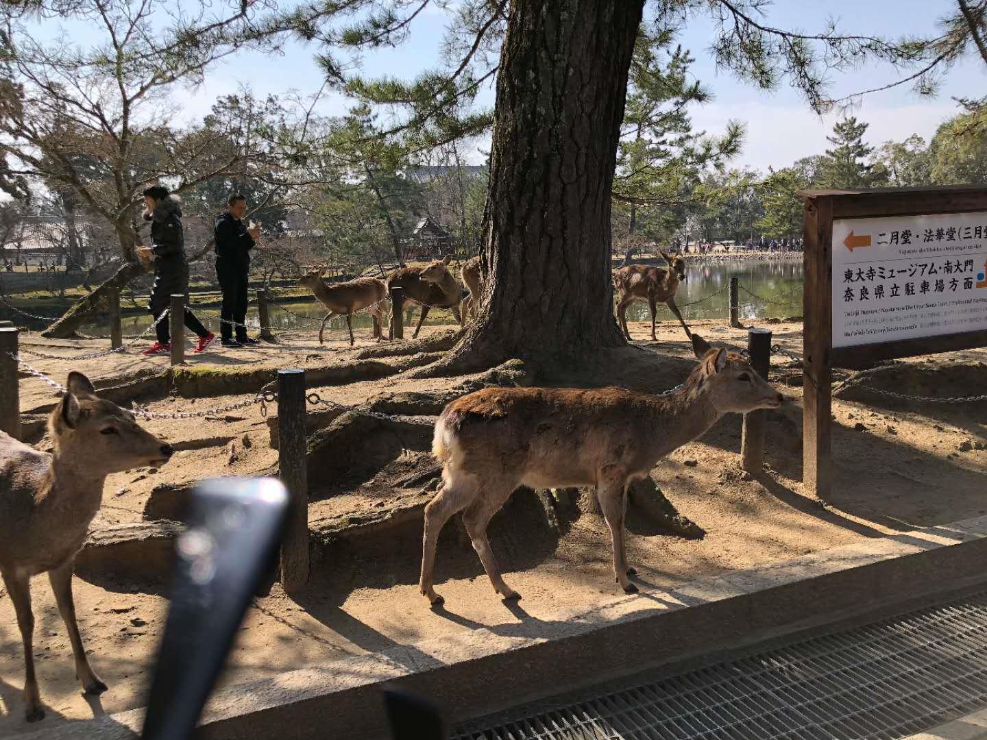 春季出游，第一次去日本，如何玩转大阪、京都、奈良，附购物攻略
