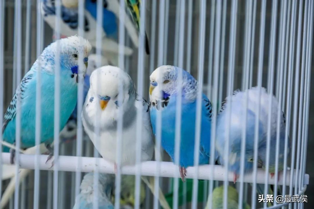 成都便宜的大花市,成都街边卖花一元一束