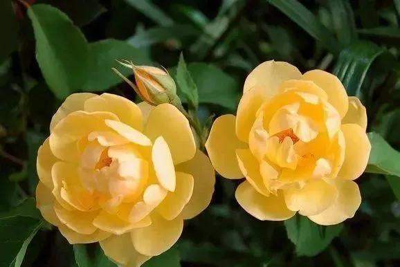 一万年一次的2020520;一起认识100种玫瑰~别送错啊