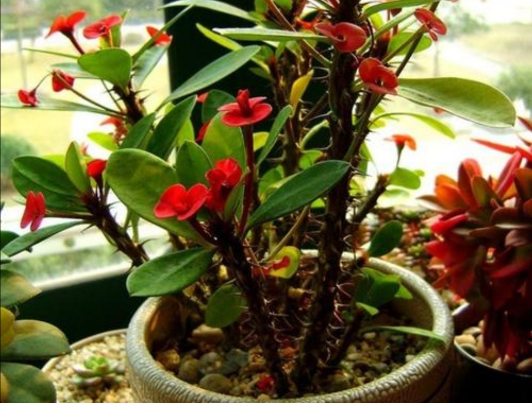 零下三十度户外养花,外面养花