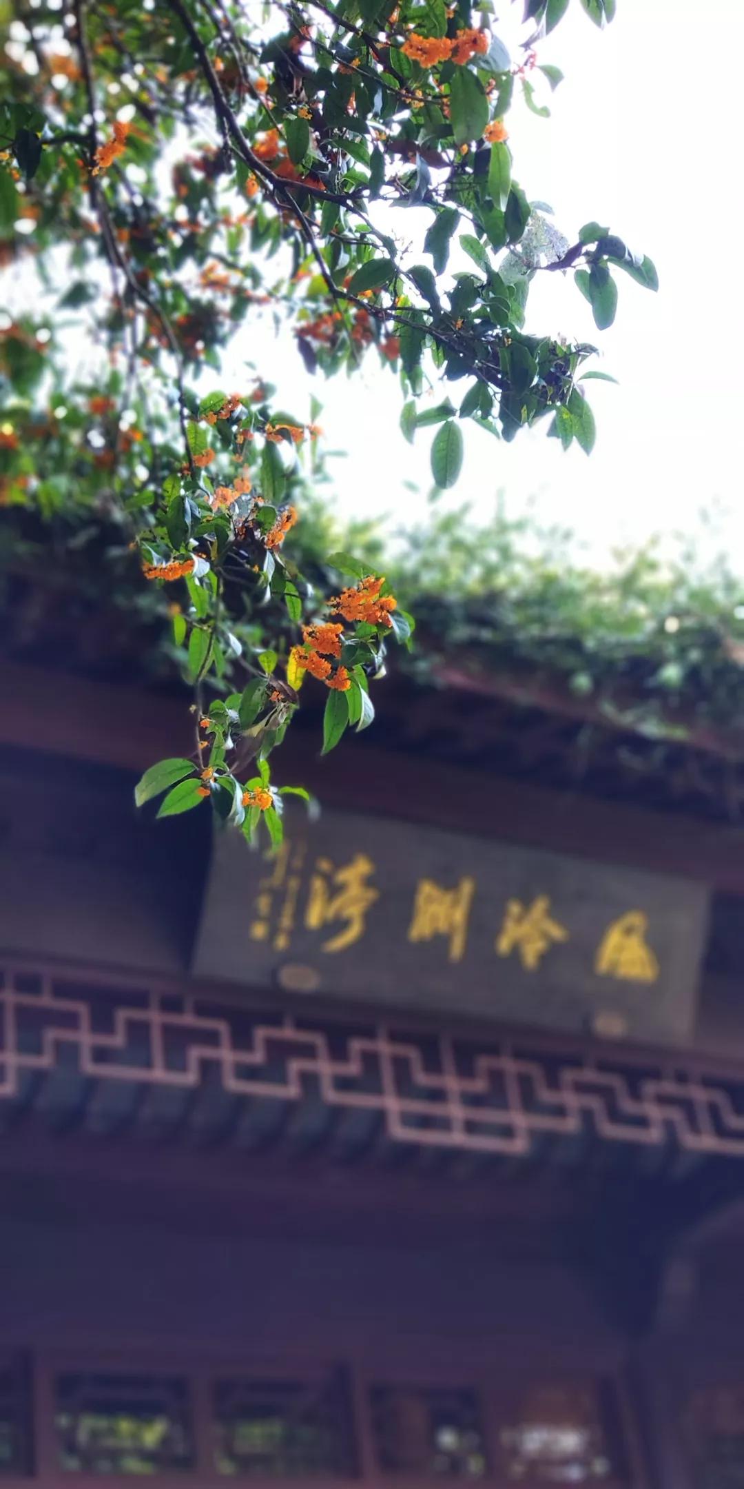 西湖最佳观景地,西湖边的一处幽静之地