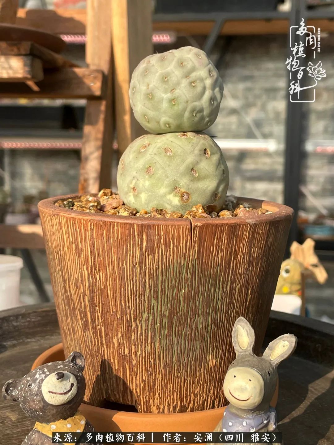 小仙女的阳台多肉,绝美多肉阳台