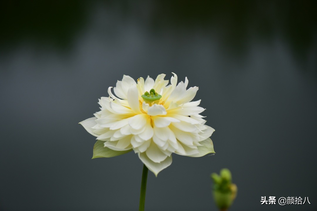 碗莲种藕生长到开花全过程,碗莲种植方法和时间图片