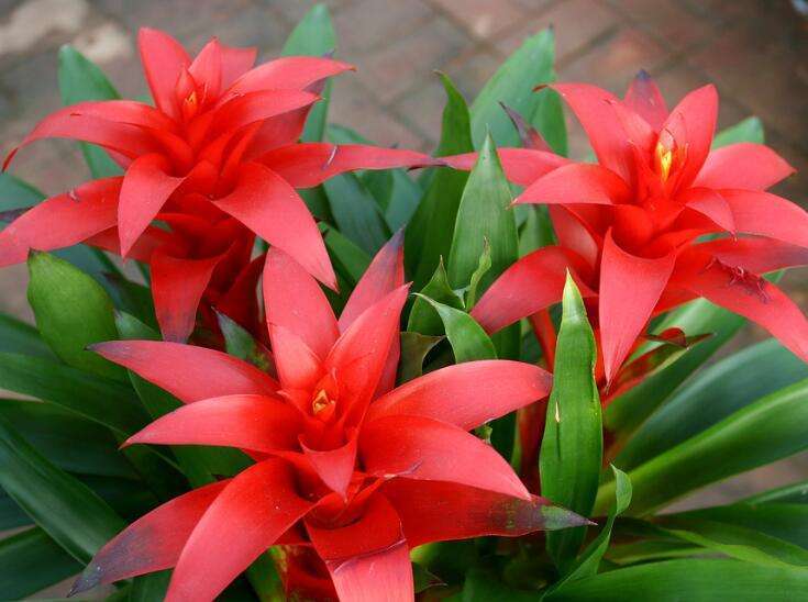 搬家买什么绿植招财,搬家买什么花旺财