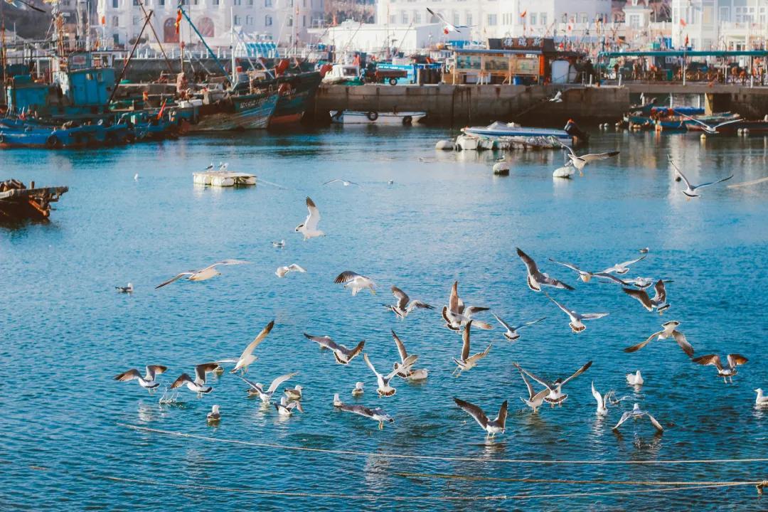 去大连海边玩一趟要多少钱,去海滨城玩有什么攻略