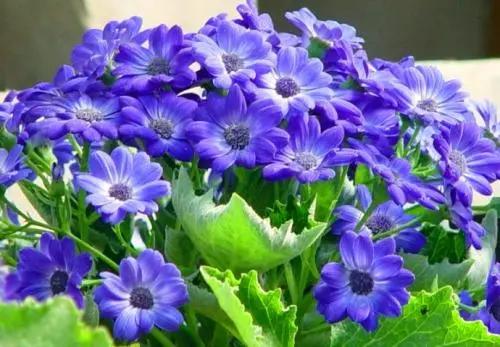 50种·蓝紫色系植物,尊享高贵典雅浪漫的视觉盛宴