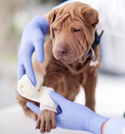 狗狗受伤心情感受,狗狗受伤了怎么办