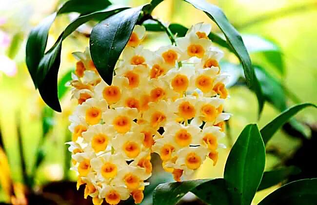 球花石斛珍稀图片,石斛球花品种大全