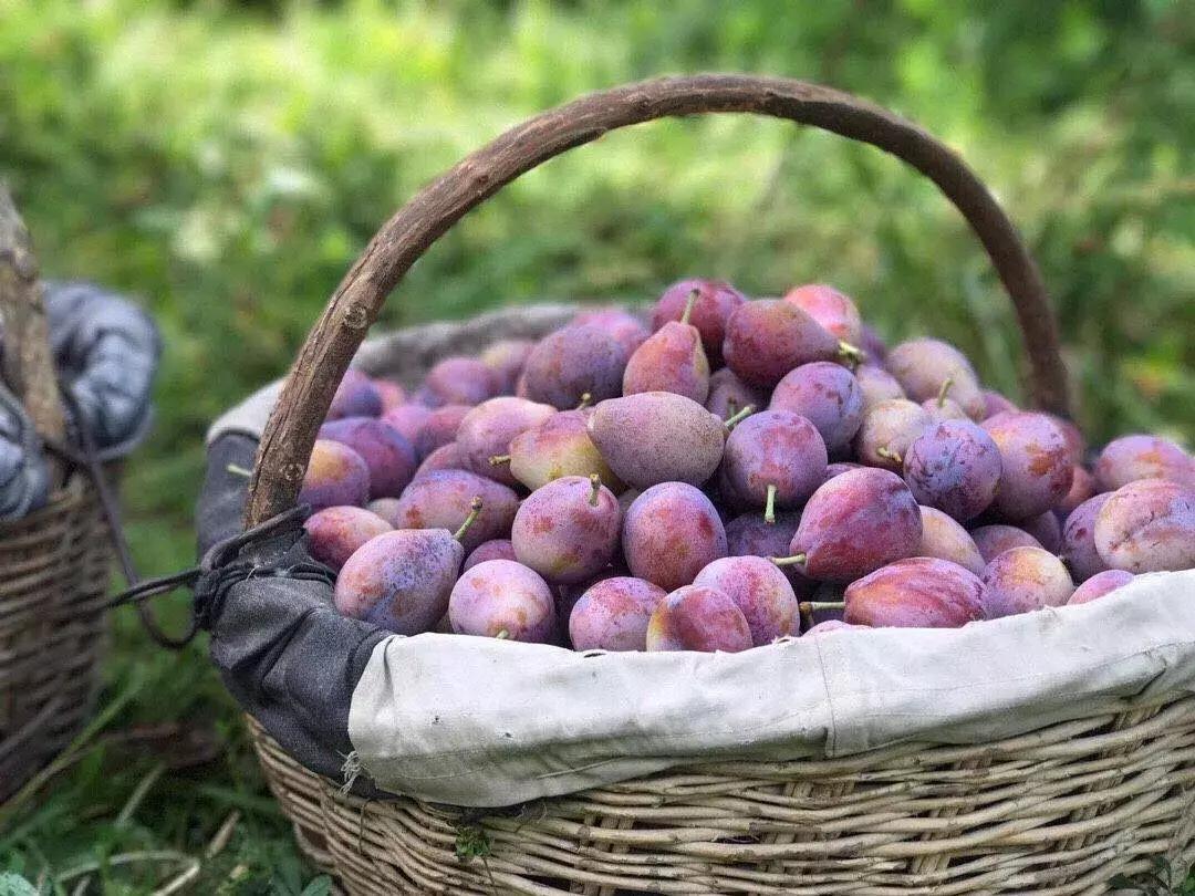 *疆新**法兰西西梅，甜到你心坎里