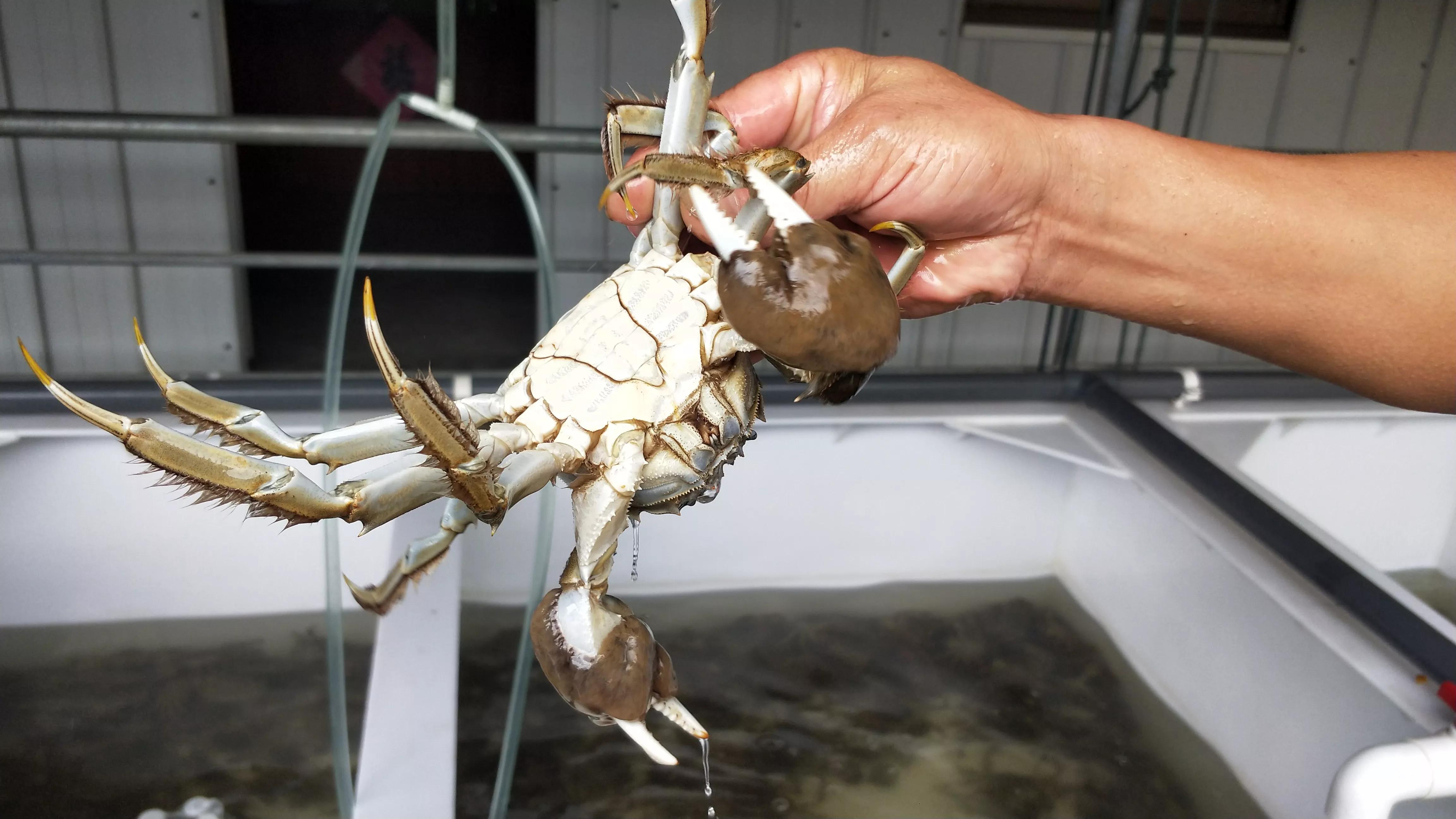 乔布斯的苹果有多厉害,乔布斯苹果为何不是完整的