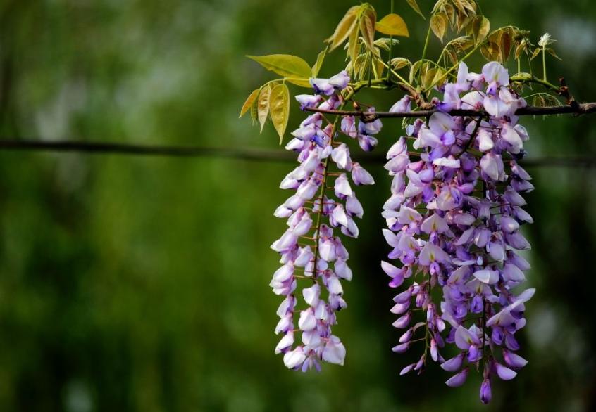 全球最美十种花,世界公认的九大最美花