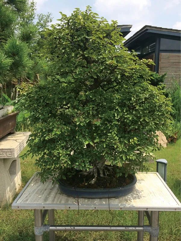 盆景素材十大排名 (什么盆景素材最好)