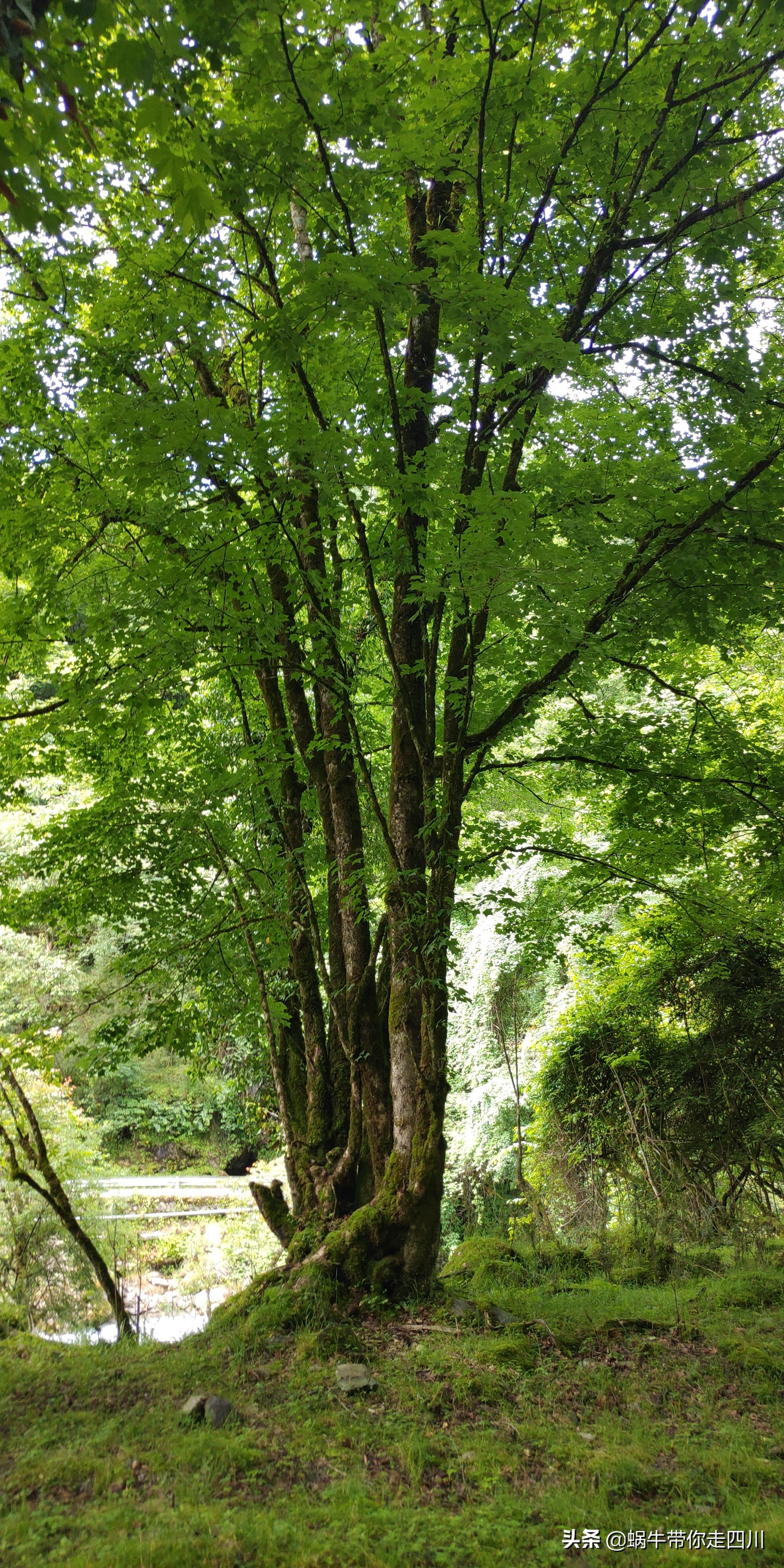 一家三口重庆到拉萨旅游攻略预算,一家三口成都去拉萨大概要多少钱