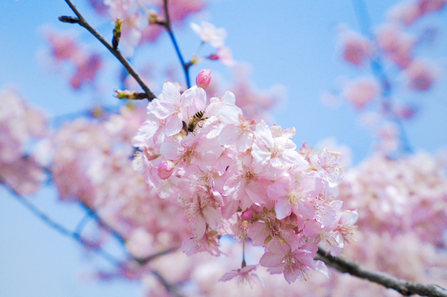 初唐四杰最著名的诗,初唐四杰及其代表诗作