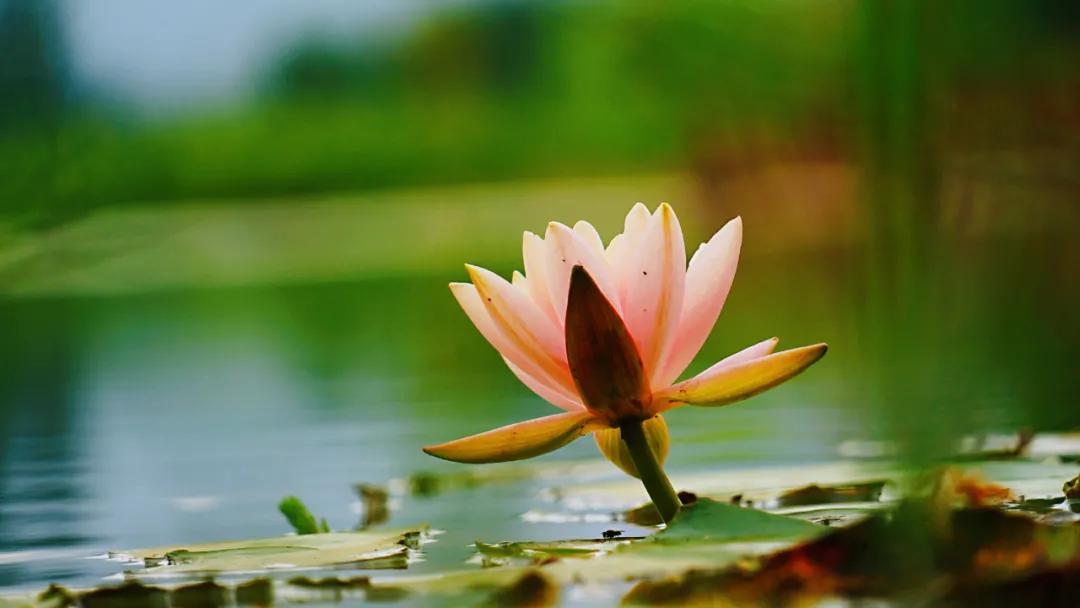 睡莲清心寡欲图片,睡莲夏日清欢