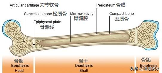 青春期孩子怎么才能快速长高,青春期想要长高的动作