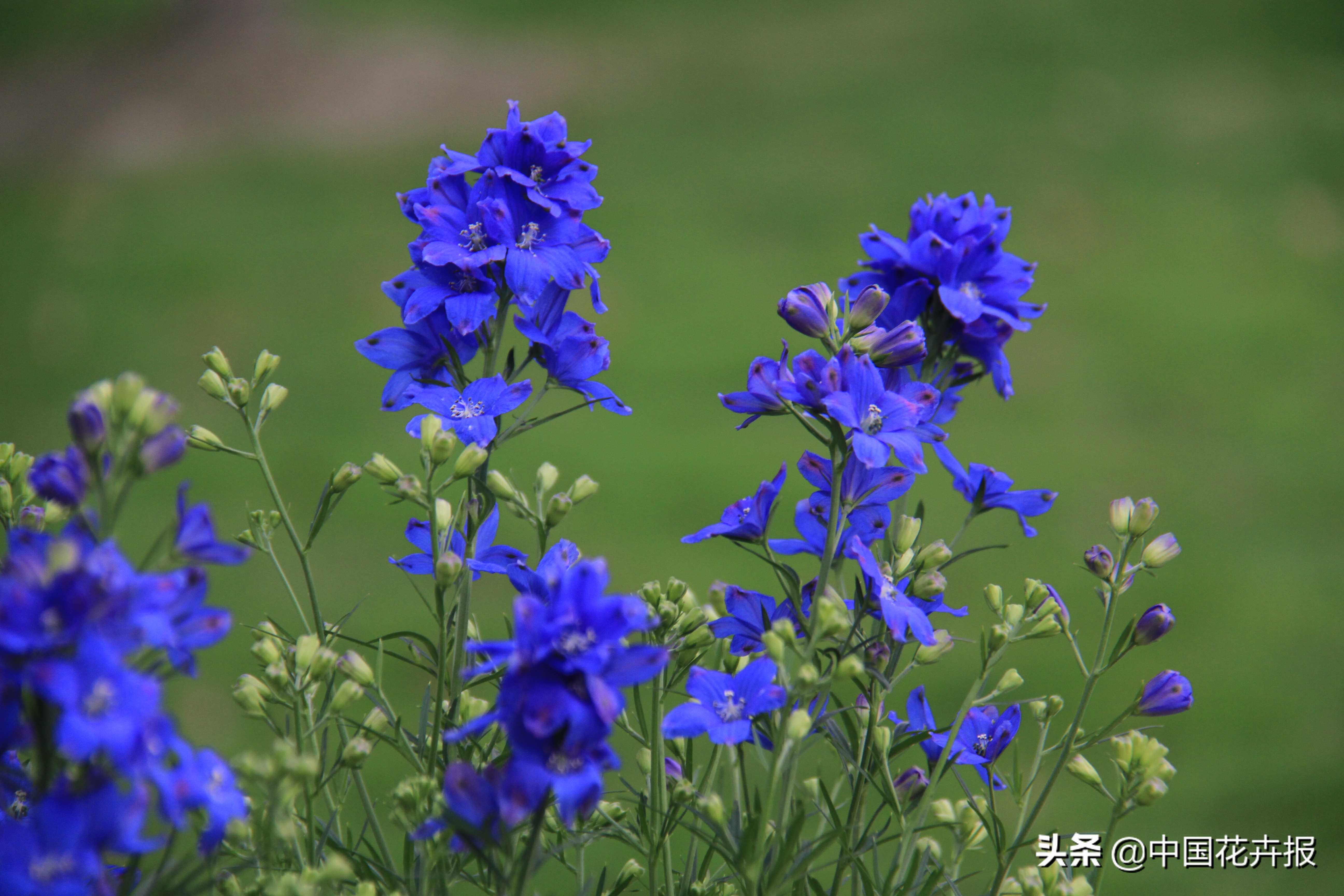 花园必备植物大全,花园常用植物科普