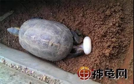 黄缘闭壳龟为什么犯法,黄缘闭壳龟歪头病