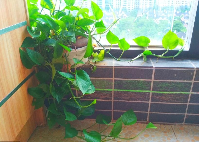 绿萝越养叶子越小,绿萝换盆后发蔫发黄烂根