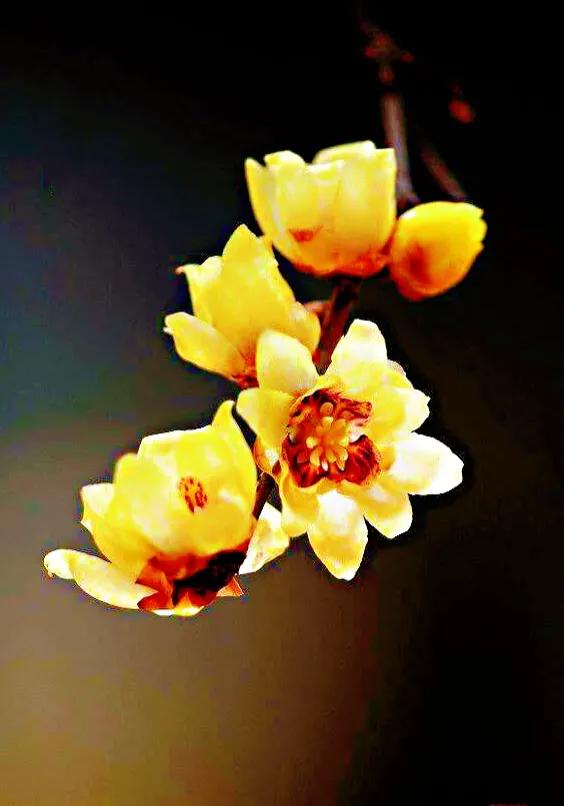 又见腊梅花开记叙文,又见腊梅真好作文1000字