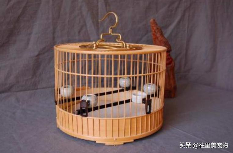 家里养鸟鸟笼怎么做好看,养鸟没有保温箱怎么办