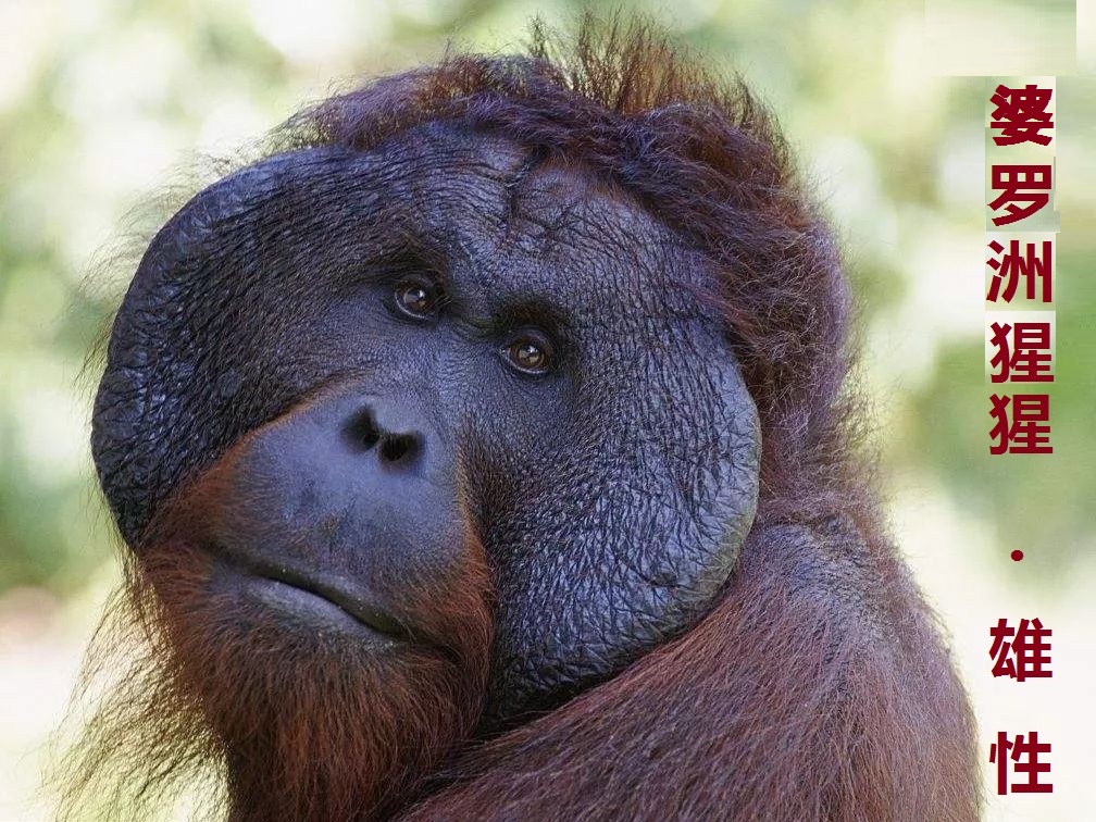 动物大猩猩深度解析,人科动物图谱