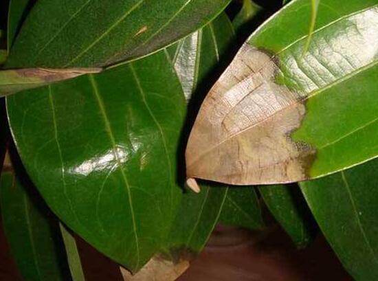 平安树的常见病害,平安树的各种病害图片