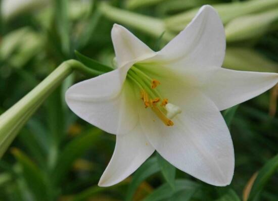 百合花叶子顶部发黄怎么补救,百合花下面叶子发黄怎么办的视频