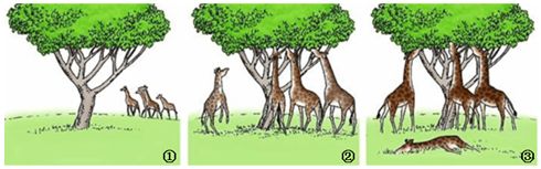 谈谈生物进化的认识,有关生物进化的知识