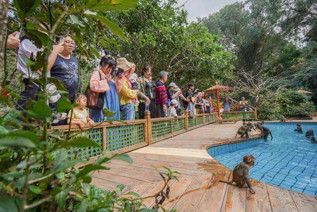 海南陵水猴岛有猴子吗,现在陵水猴岛猴子多不多