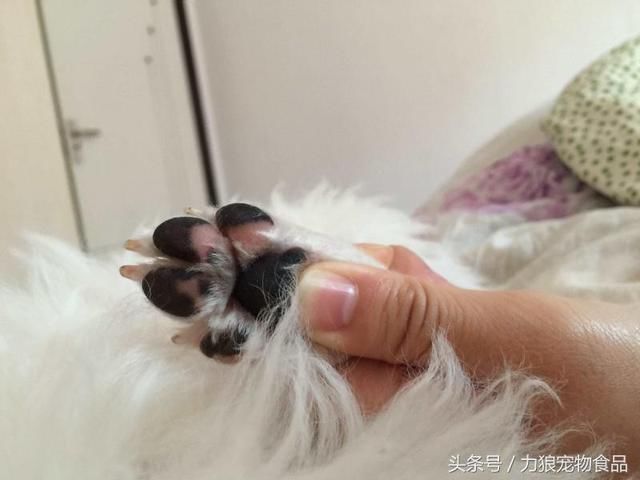 狗狗冷知识500条,狗狗柯基冷知识