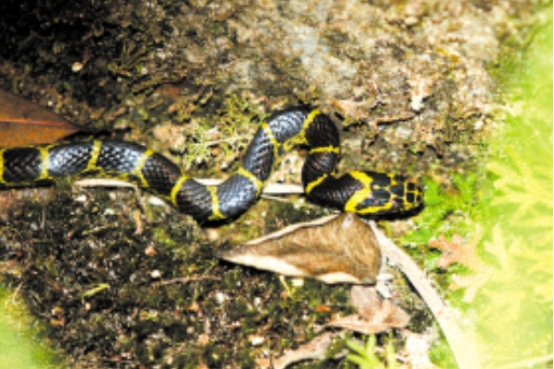 金环蛇中国毒蛇排名第几,金环蛇vs银环蛇世界第一毒蛇