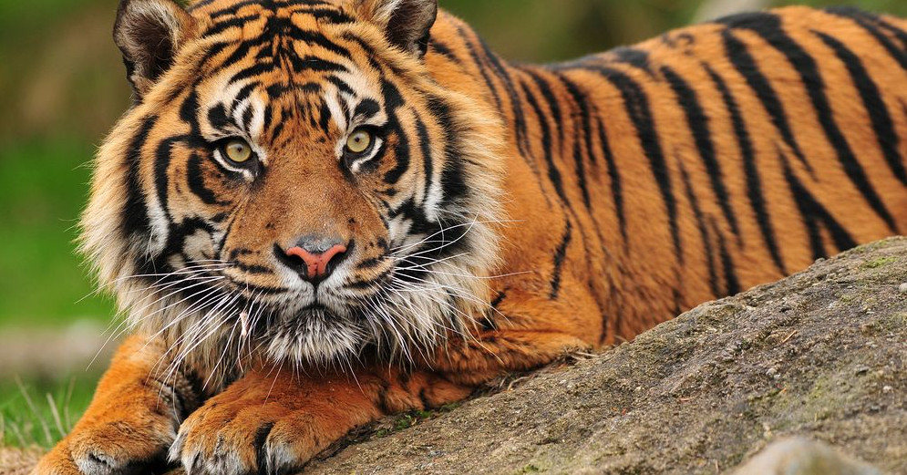 猫科动物辟谣,狮子老虎和猫智力差距