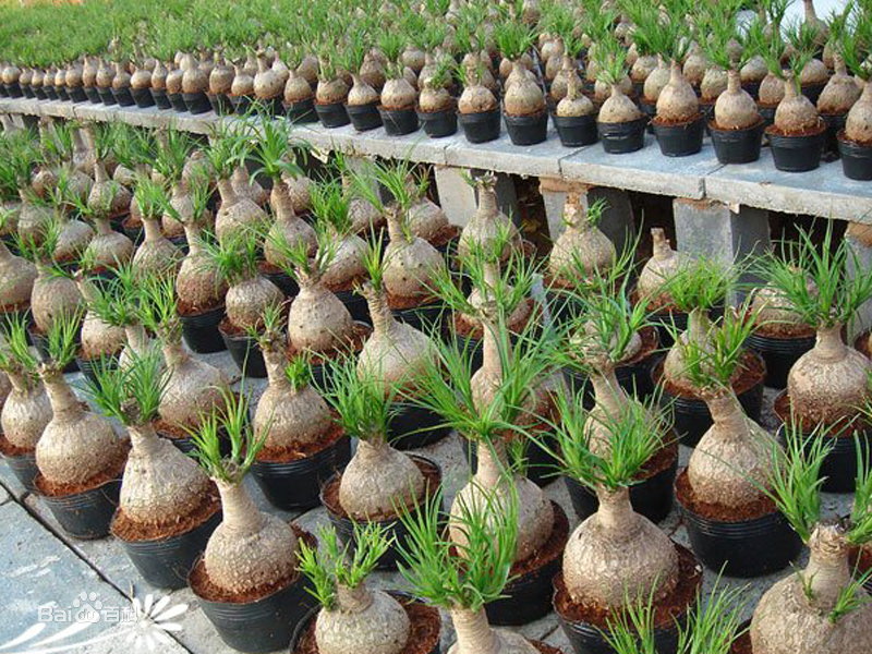 耐阴多肉植物室内,30种耐阴植物室内盆栽